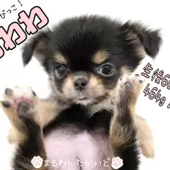 【 チワワ 】生後60日で464g！極小サイズの鼻ペチャプリンセス！