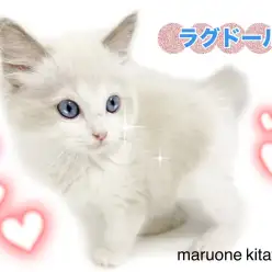 【 ラグドール 】まるでぬいぐるみ猫！甘えん坊すぎてゴロゴロが止まらない！