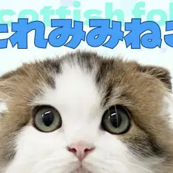 【 スコティッシュフォールド 】横浜元町にいる大きな瞳のたれみみスコちゃん!