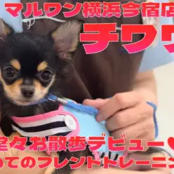 【 チワワ 】お散歩デビュー記念！初めてのフレンドトレーニングに密着！