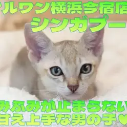 【 シンガプーラ 】抱っこも好きな甘えん坊にゃんこ加速中!ふみふみ動画を大公開!