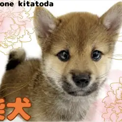 【 柴犬 】和犬代表!小熊ちゃんフェイスが魅力満点な柴犬の男の子入店!!