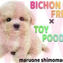 【 MIX 】ビションフリーゼとトイプードルが両親の愛嬌満天な甘えん坊な女の子！