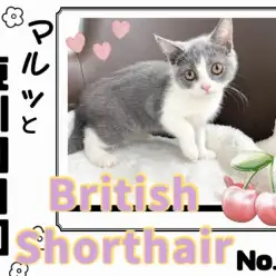 【 マルっと東川口日和No.78 】新しい事に挑戦した元気印ブリちゃん!