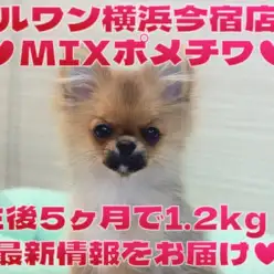 【 MIX 】生後5ヶ月で1.2kg！猫との多頭もできる超温厚なポメチワちゃま！