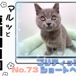 【 マルッと東川口日和No.73  】まんまる愛されフェイスの賢い男の子ブリくん