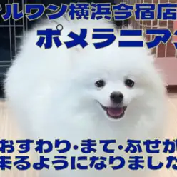 【 ポメラニアン 】3大マナーのおすわり・まて・ふせトレーニングに密着！