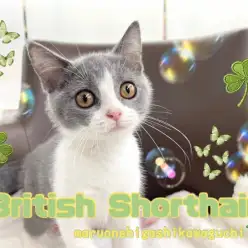 【 ブリティッシュショートヘア 】特別感満載のハチワレ!生後4ヶ月を迎えた女の子
