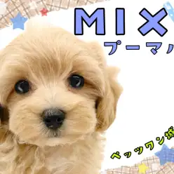 【 MIX 】MIX界のプリンス！人気急上昇中のプーマルちゃん