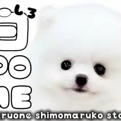 【 ポメラニアン 】白ポメの様なクリームの幼さ溢れるたぬき顔の女の子が大田区に！