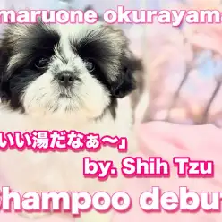 【 シーズー 】この可愛さは癖になる！お手入れ方法はしっかりとサポートします！