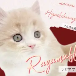 【 ラガマフィン 】優しさ溢れるクリームカラー!良血統の美しい美貌にもご注目!
