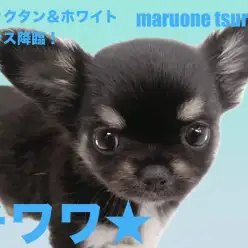 【 チワワ 】艷やかなブラックタン&ホワイトカラーの男の子!!