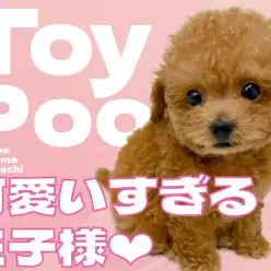 【 トイプードル 】完璧なテディベア！可愛すぎる王子様が横浜元町店に登場！
