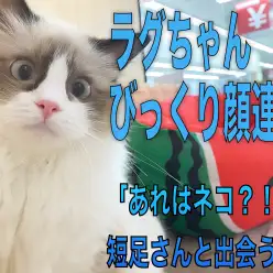 【 ラグドール 】びっくり顔連発！！短足マンチちゃんと出会うの巻！