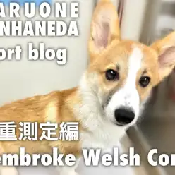 【 コーギー 】本羽田店のおりこうさんコーギーのル－ティーン・体重測定編！