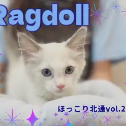 【 ほっこり北通vol.217 】全身で甘えてくれるラグドールくん入店！