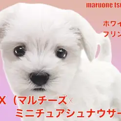 【 MIX 】超希少（マルチーズ☓ミニチュアシュナウザー）！ホワイトプリンセス降臨！