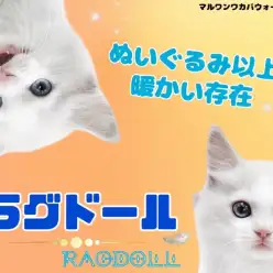 【 ラグドール 】気品溢れるブルーアイ実は甘えんぼな王子様