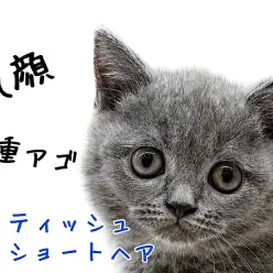 【 ブリティッシュショートヘア 】甘えんBOYな丸顔にゃんこ