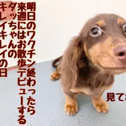 【 ミニチュアダックス 】ワクチン前のキレイキレイ!もうすぐお散歩デビュー予定だよ!