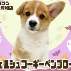 【 ウェルシュコーギーペンブローク 】美しいレッド&ホワイトの女の子!