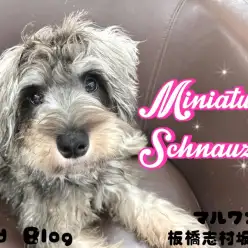 【 ミニチュアシュナウザー 】学ぶことが大好き!生後6ヶ月を迎えるシュナちゃん!