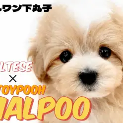 【 MIX 】コンパクトサイズのぬいぐるみ系!癒しオーラを纏ったマルプーの男の子