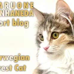 【 ノルウェージャンフォレストキャット 】生後6ヶ月のゴージャスな尻尾にご注目！