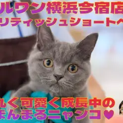 【 ブリティッシュショートヘア 】丸く可愛く成長中の無防備な男の子！最新動画付き