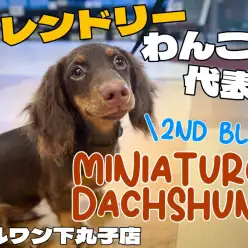 【 ダックスフント 】フレンドリーな性格で社交性バッチリ！トレーニング姿をご紹介