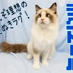 【 ラグドール 】甘えんぼたぬき顔男子!飼いやすさ抜群&多頭飼いのお家もお任せ!