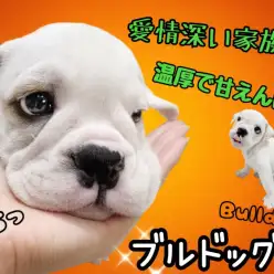 【 ブルドッグ 】お子様とも仲良く遊べる最高の家族犬、ブルドックがやってきた！