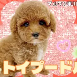 【 トイプードル 】大人気濃いめのレッドカラー!愛嬌抜群優秀わんこがやってきた!