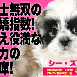 【 シーズー 】個性的なカラーリング!!永遠のバブ顔の癒やシーズーが仲間入り!