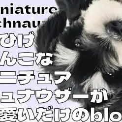 【 ミニチュアシュナウザー 】おひげのわんこなシュナちゃんが可愛いだけのBLOG