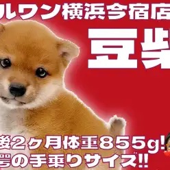 【 豆柴 】生後2ヶ月体重855g！白い靴下を履いた赤毛のフレンドリーな女の子！