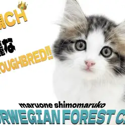 【 ノルウェージャン 】両親はチャンピオン猫！甘えん坊で穏やかな美麗な女の子！