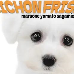 【 ビションフリーゼ 】無邪気でフレンドリー！笑顔をくれる陽気な愛されワンコ！