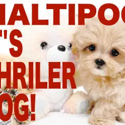 【 MIX 】キュートなタレ目が愛らしいリアルテディベア！人気大爆発のマルプー！