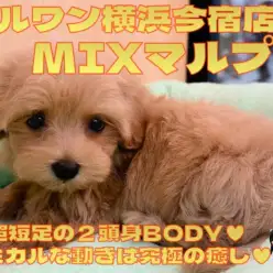 【MIX マルプー】超短足！コミカルな動きに癒されるドワーフ体型の女の子！