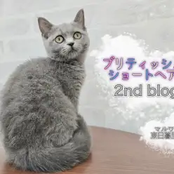 【 ブリティッシュショートヘア 】甘えん坊度MAXのプリティーブリちゃん！