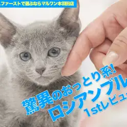 【 ロシアンブルー 】美しきおっとりプリンスがマルワン本羽田に降臨！