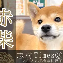 【 柴犬 】甘え上手で愛嬌満点の赤柴ちゃんに板橋区のペットショップで会える！
