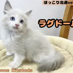 【 ほっこり北通vol.223 】おっとり癒し系boy!ラグドールくん!