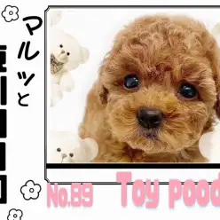 【 マルっと東川口日和No.89 】スキンシップ大好き!甘えん坊トイプードル