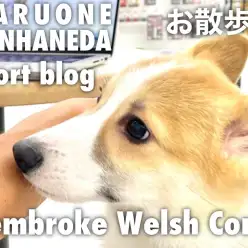 【 コーギー 】本羽田店のおりコーギーのル－ティーン・お散歩編！