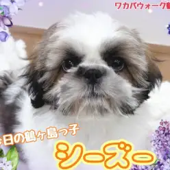 【 今日の鶴ヶ島っ子  】 元気をくれる、癒しのシーズーちゃん！