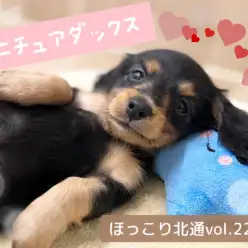 【 ほっこり北通vol.229 】無防備すぎるへそ天ポーズ!ミニチュアダックスちゃん