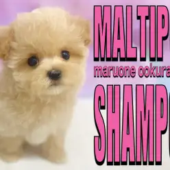 【 MIX 】水も滴る良いお・と・こ！初シャンプーでも超優等生なマルプーちゃん！